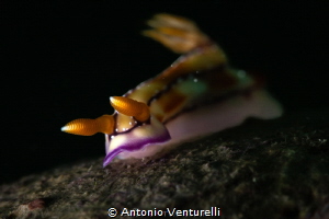 Hypselodoris krakatoa nudibranch_March 2025
(CanonRF100,... by Antonio Venturelli 